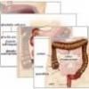 Cum functioneaza sistemul digestiv