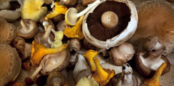 Beneficiile consumului de ciuperci pentru organism Beneficiile consumului de ciuperci pentru organism