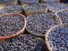 acai_fruct.jpg