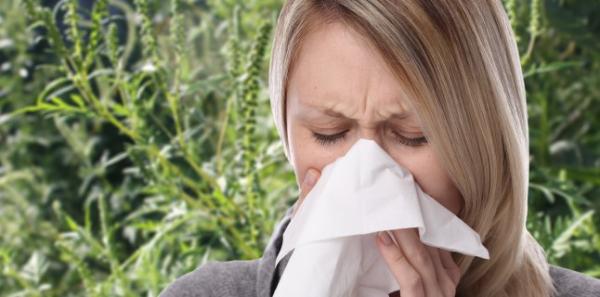 Alergia la ambrozie, confundata cu viroza. Ce trebuie neaparat sa stii Alergia la ambrozie, confundata cu viroza. Ce trebuie neaparat sa stii