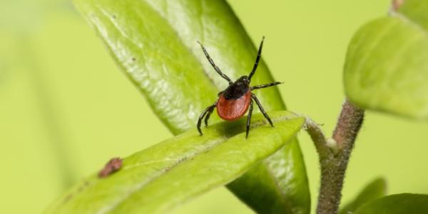 Boala Lyme nu este singura boala transmisa de capusa Boala Lyme nu este singura boala transmisa de capusa