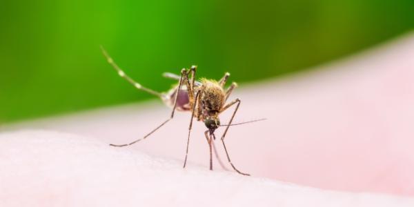 Malaria, boala ce poate pune viata in pericol Malaria, boala ce poate pune viata in pericol
