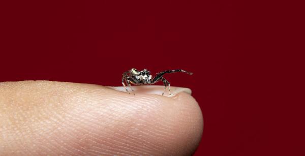 Cum este diagnosticata muscatura de paianjen? Cum este diagnosticata muscatura de paianjen?