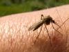 tantar_west_nile_ms.jpg