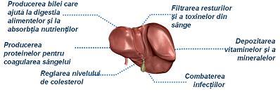 Hepatita b si ficatul