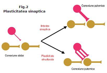 Plasticitatea sinaptica