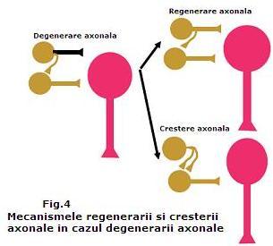 regenerarea in cazul degenerarii axonale