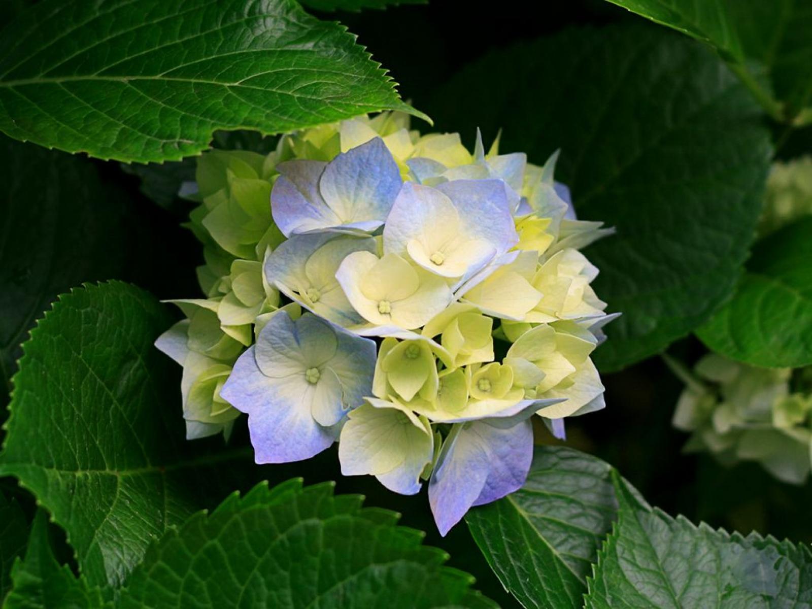 CABINET PNEUMOLOGIE DR. CLAUDIA STOIA - Hydrangeas.jpg