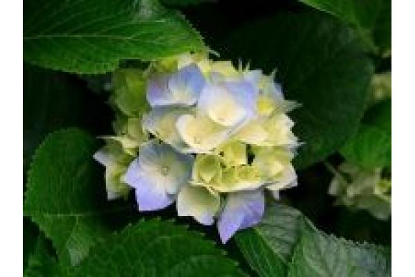 CABINET PNEUMOLOGIE DR. CLAUDIA STOIA - Hydrangeas.jpg