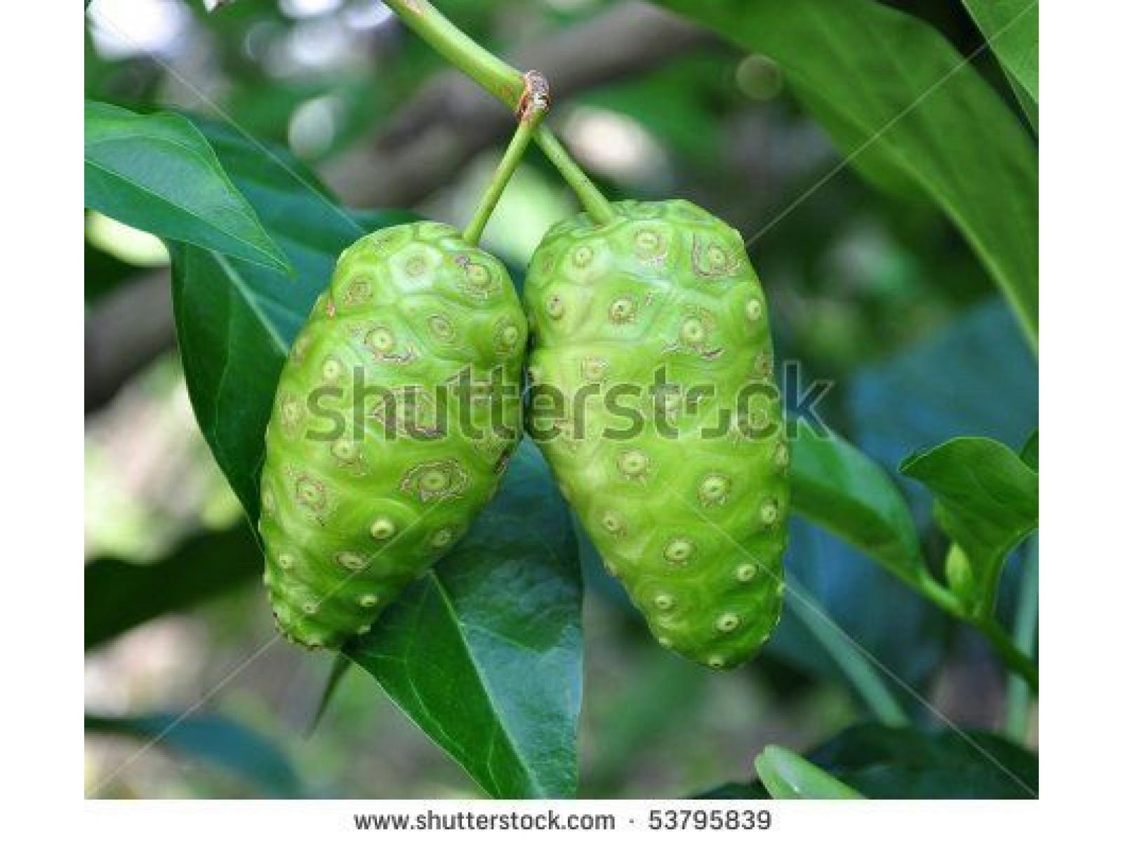 Lacrima naturii-Remediu natural - stock-photo-noni-fruit-53795839.jpg