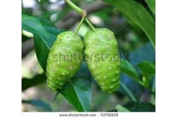 Lacrima naturii-Remediu natural - stock-photo-noni-fruit-53795839.jpg