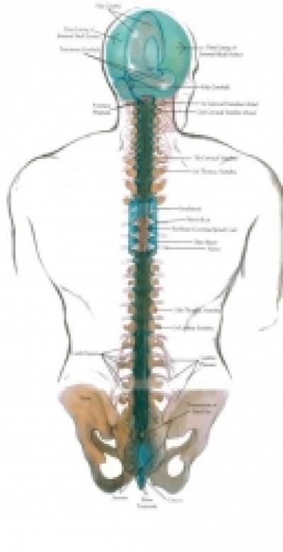 Interviu cu Dr. John E. Upledger, Creatorul Terapiei CranioSacrale si al Eliberarii SomatoEmotionala® (II)