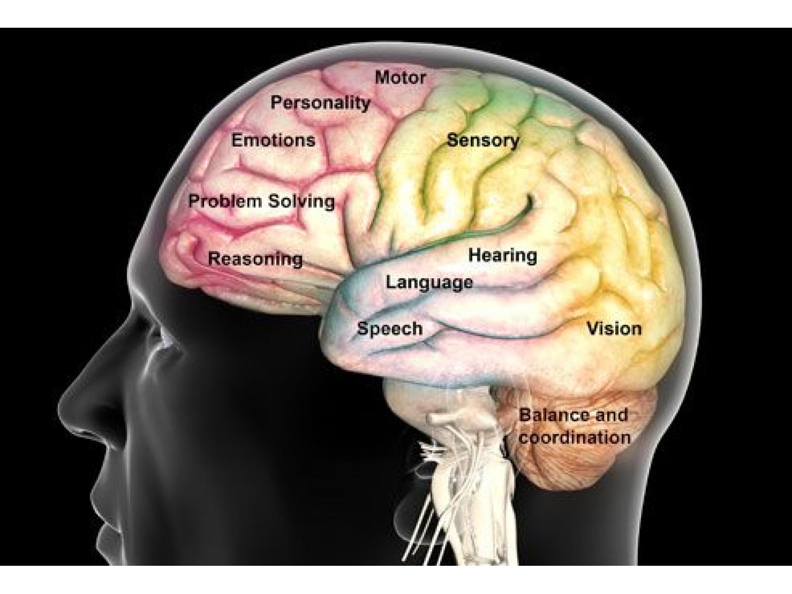 Cabinet Individual de Psihologie Mihaela Davidescu - princ_rm_photo_of_brain_function_map.jpg