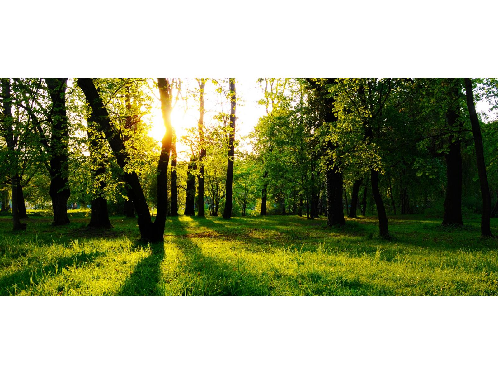 Centrul Medical Bellanima - sun_in_the_forest_buna_2.jpg