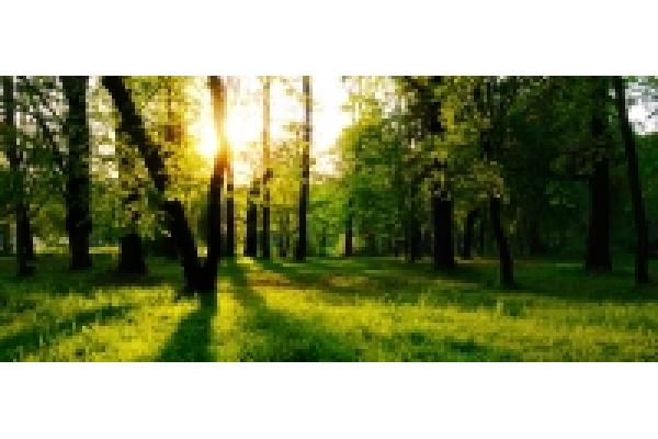 Centrul Medical Bellanima - sun_in_the_forest_buna_2.jpg