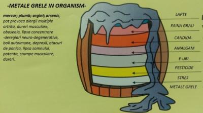 Sanatatea vine din intestine