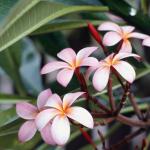 Fotografie Dr. Anca Cerghizan