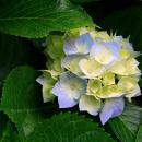 Fotografie Dr. CLAUDIA MARIA STOIA