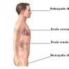 Diabetul zaharat tip 1 (insulino-dependent)