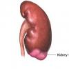 Hematuria (urinarea cu sange)