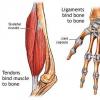 Ligamentele si tendoanele