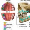 Pedodontie - Dentitia copiilor