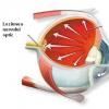 Glaucomul - generalitati