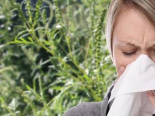 Alergia la ambrozie, confundata cu viroza. Ce trebuie neaparat sa stii
