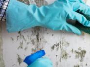 Mucegaiul din locuinte - la ce boli esti expus si cum poti scapa de el?