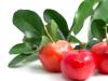 Vitamina C din fructul de Acerola – cel mai puternic antioxidant