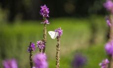 Secom a finalizat amenajarea sectorului de plante medicinale si utile din Gradina Botanica