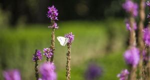 Secom a finalizat amenajarea sectorului de plante medicinale si utile din Gradina Botanica