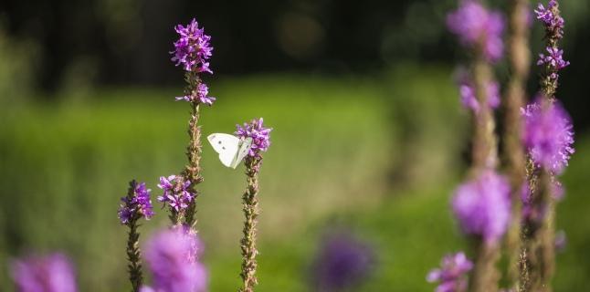 Secom a finalizat amenajarea sectorului de plante medicinale si utile din Gradina Botanica