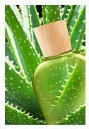 Aloe vera: beneficii si intrebuintari