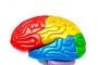 Anatomia creierului - diviziuni