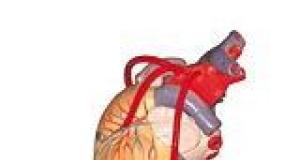 Anatomia inimii - camerele inimii si peretele cardiac