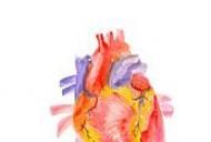 prostata fibrotical