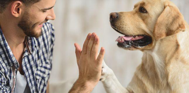 Beneficiile pentru sanatate ale animalelor de companie