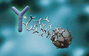 Sistemul imunitar al organismului - anticorpii