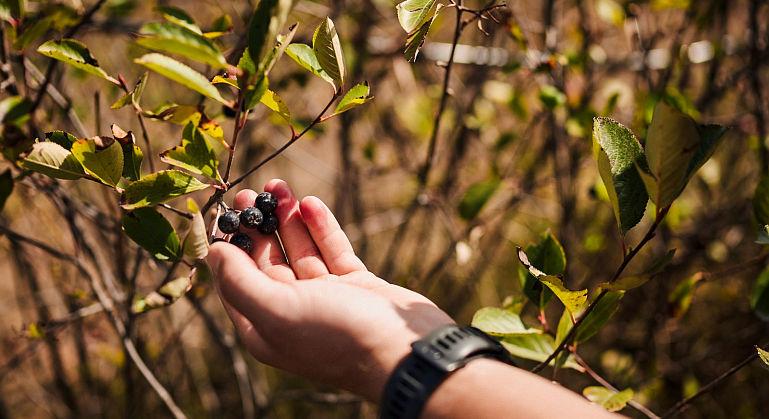 Aronia - Micuta Superfructa, O Comoara Nutritionala cu Gust Delicios