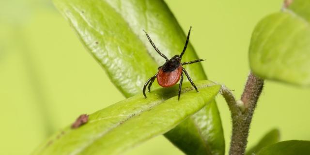 Boala Lyme nu este singura boala transmisa de capusa