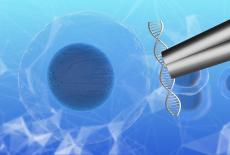 Celulele stem: o investitie pentru sanatatea viitorului copilului tau