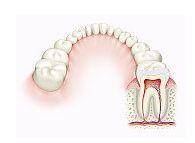 Dinti creati in laborator, din celule gingivale