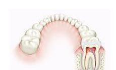 Dinti creati in laborator, din celule gingivale