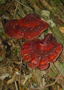 Ganoderma: beneficii asupra sanatatii