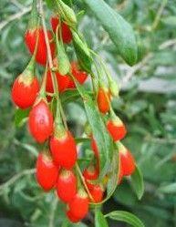 Goji - Super Fructul din Tibet