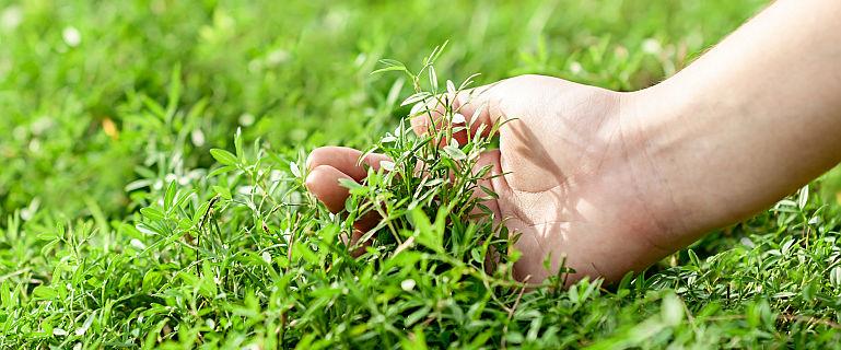 Terapii naturale din plante pentru „sanatate curata”