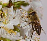 Ingrijiri in cazul intepaturilor de insecte