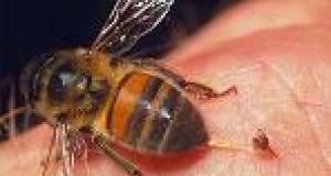 Intepatura de viespi/albine la copii