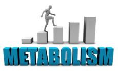 Metabolismul pe intelesul tau: ce factori il influenteaza